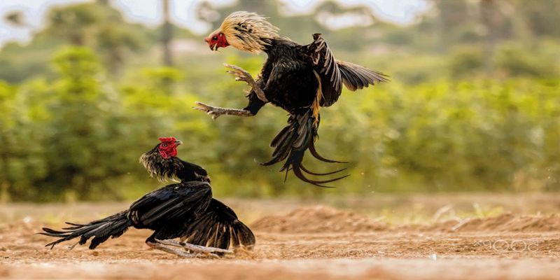 Trận đấu mãn nhãn, kịch tính và đầy hồi hộp 